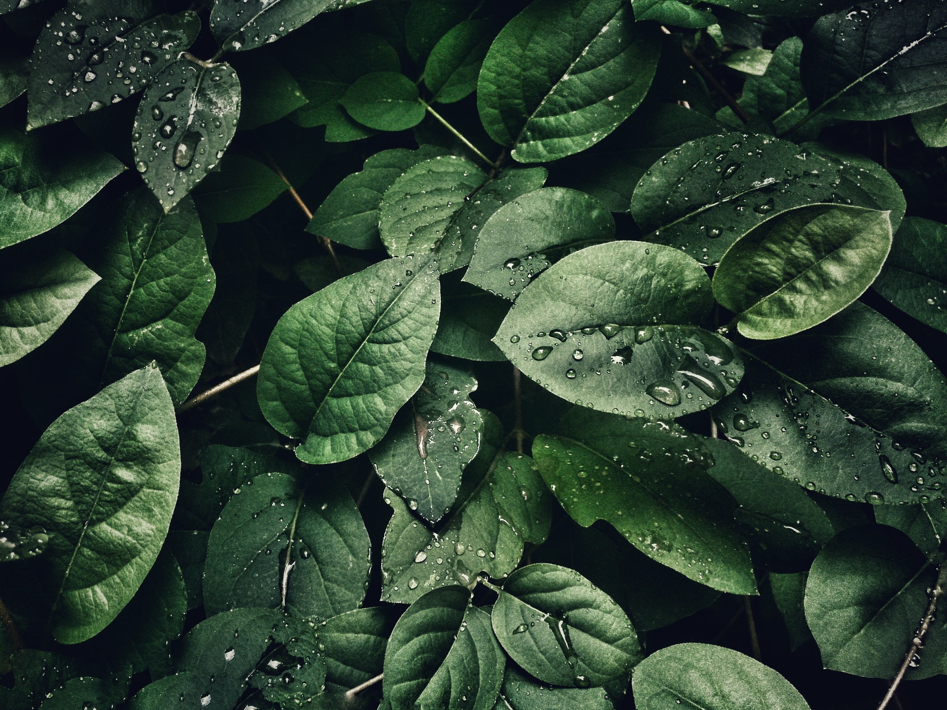 close-up-photography-of-leaves-with-droplets-807598